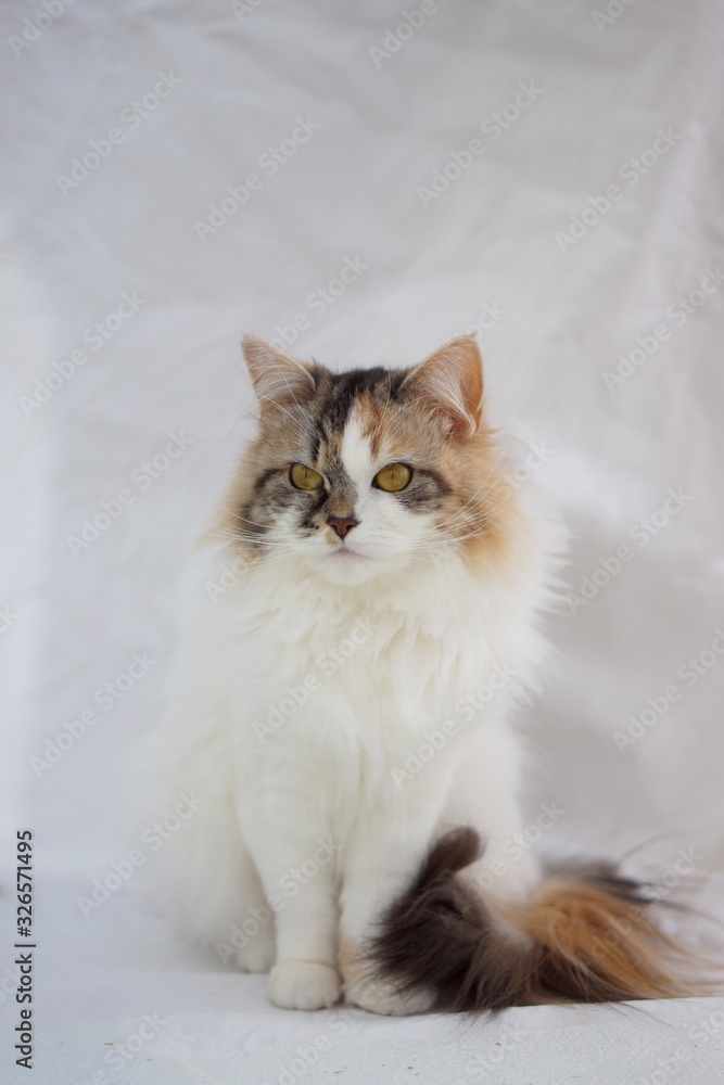 Fototapeta premium 座っている猫