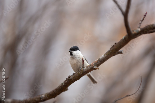 Image of tiny marsh tit bird sitting on the branch in the forest.
