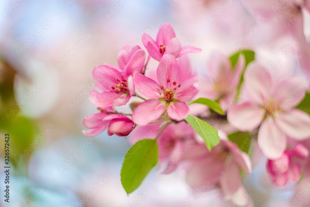 Beautiful spring crab apple tree blossoms against a blurred peaceful blue background.
