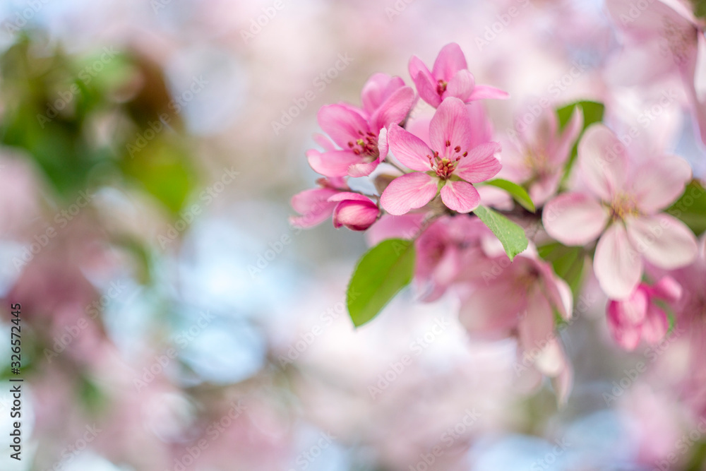 Beautiful spring crab apple tree blossoms against a blurred peaceful blue background. Beautiful spring crab apple tree blossoms against a blurred peaceful blue background.