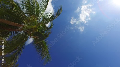 Palm tree leaf on sky background. Summer vacation on tropical island. Hawaii photo