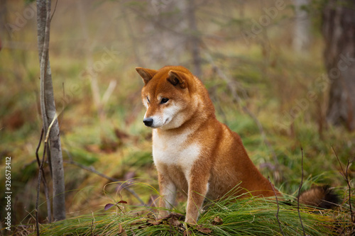 Beautiful and happy shiba inu dog sitting on the grass in the forest in fall. Cute Red shiba inu female dog