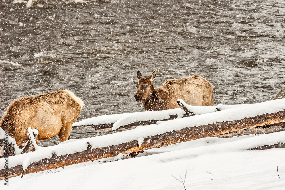 Elk Along the Edge of a River Elk Along the Edge of a River