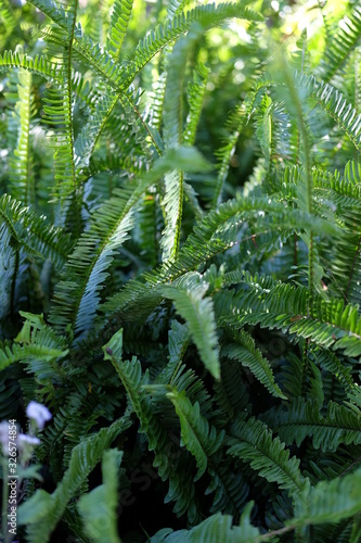 The beautiful fern in the forest