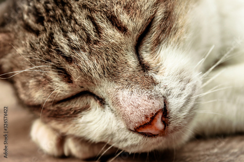 The close-up view of the cat's face, or while walking for food during the day, is a pet of a person.