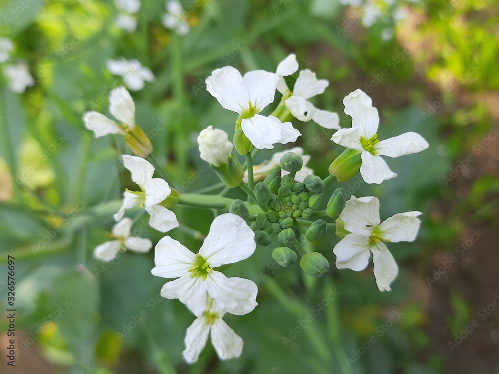 Close up radish flower.Radish flowers are petite blooms consisting of four petals forming the shape of a greek cross attached to four yellow stamens.The radish is a edible root vegetable of the family Close up radish flower.Radish flowers are petite blooms consisting of four petals forming the shape of a greek cross attached to four yellow stamens.The radish is a edible root vegetable of the family