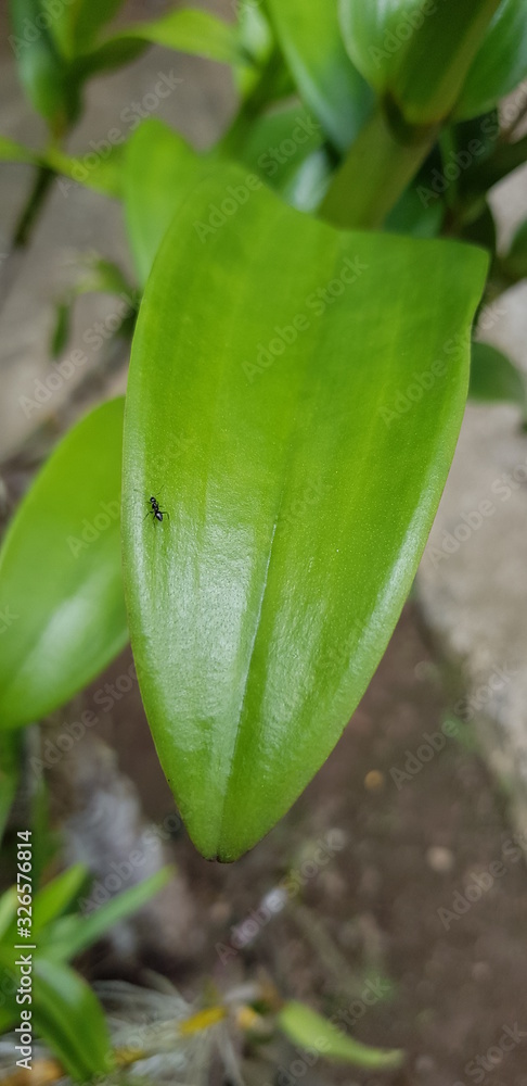 Ant on leaf