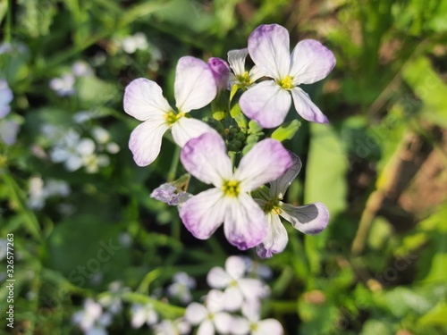 Close up radish flower.Radish flowers are petite blooms consisting of four petals forming the shape of a greek cross attached to four yellow stamens.The radish is a edible root vegetable of the family