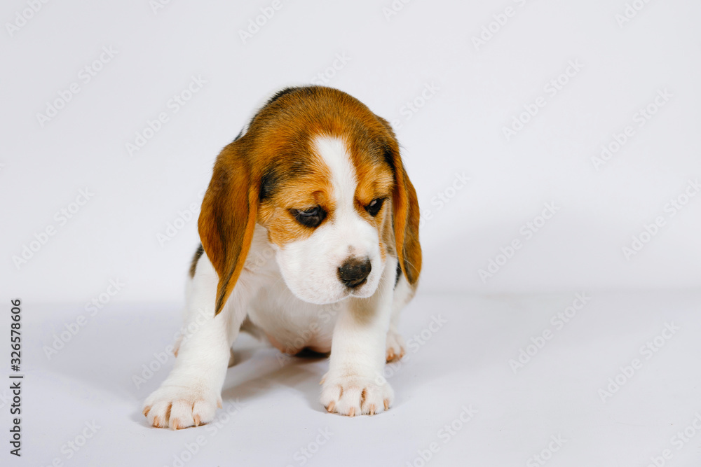 Puppy beagle on a white background. Puppy beagle on a white background.