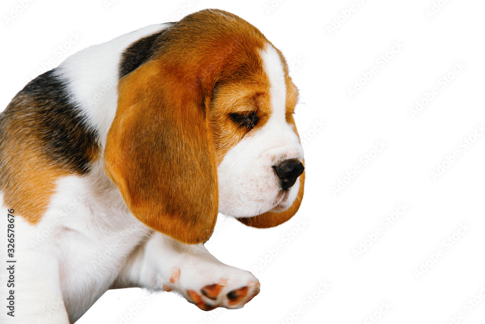 Two purebred puppies of a Beagle dog.