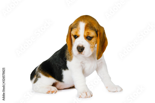 Puppy beagle on a white background. © olgasparrow