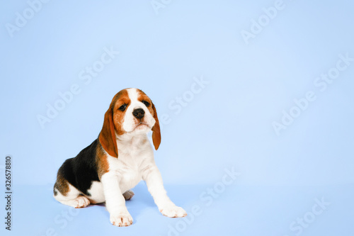 Photography Puppy beagle on a white background.