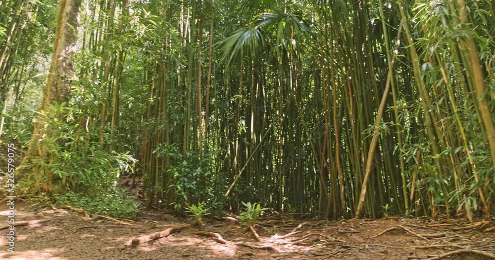 Path In The Rainforest