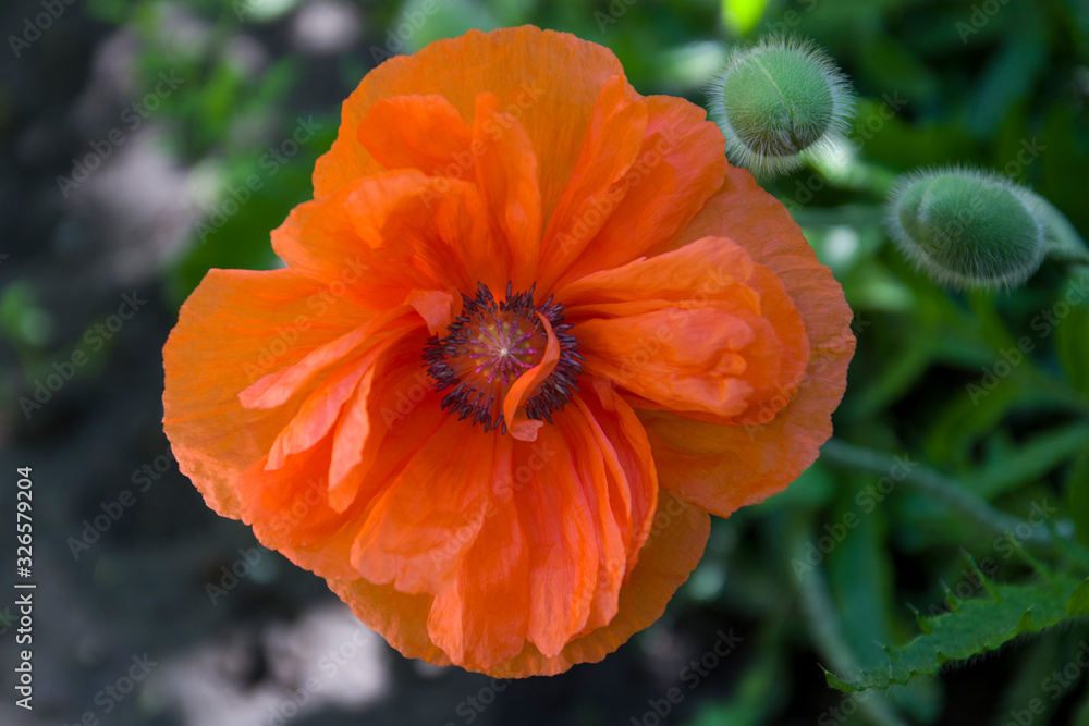 Red poppy flower in green grass close up Red poppy flower in green grass close up