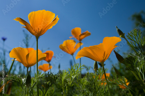 Yellow California poppy flowers in green grass on blue sky background