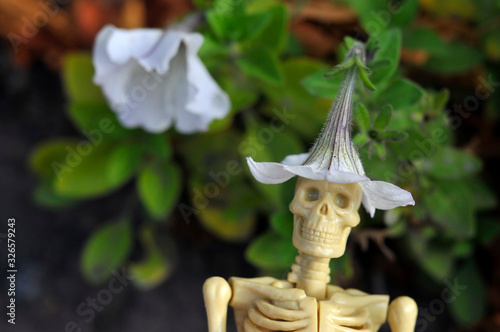 A skeleton in a flower bed. White bindweed or petunia.
