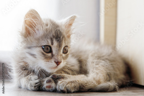 Grey furry kitten