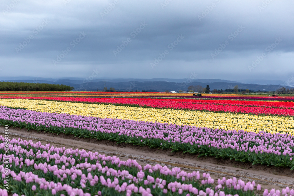 Colorful rows of tulips in a field with a cloudy blue sky