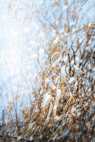 Dried grasses in the fall of winter snow