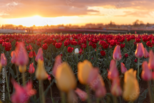 A single white tulip in a field of red tulips at sunset
