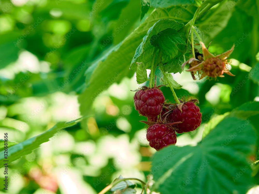 Ripe and tasty raspberries, delicious natural fruit. close up Ripe and tasty raspberries, delicious natural fruit. close up