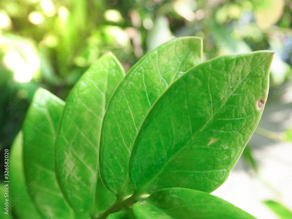 Fototapeta premium Zamioculcas leaf or houseplant leaf, green leaf pattern