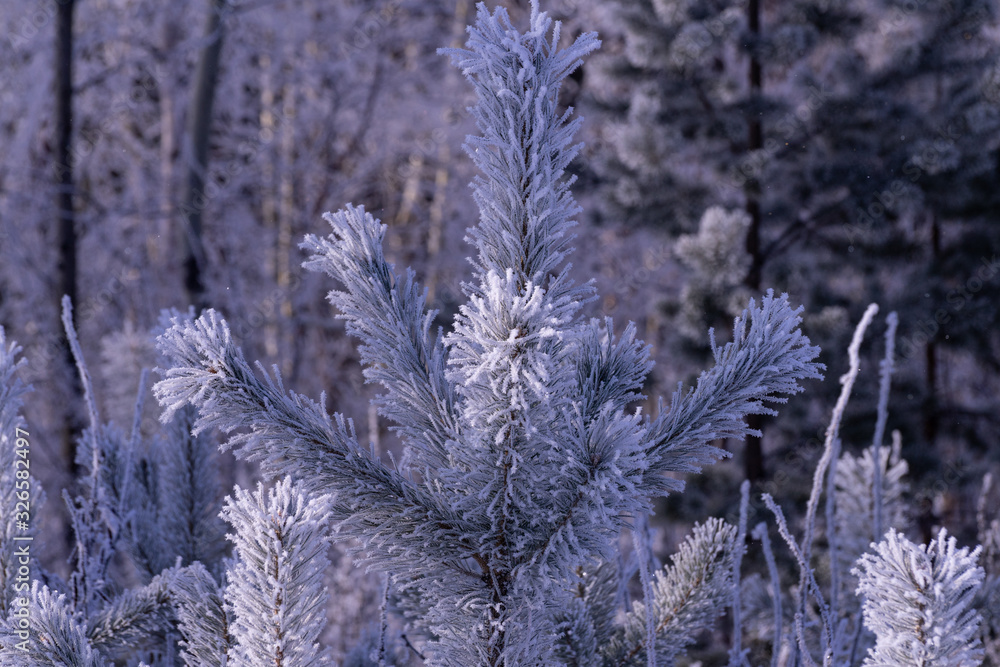 frost on a tree frost on a tree