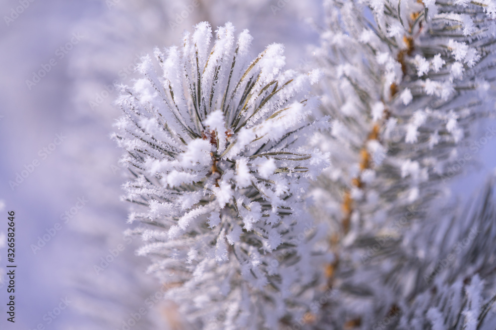 frost on a tree