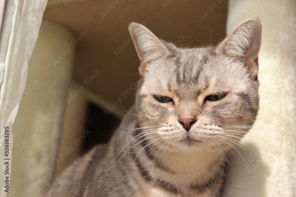 不審そうにのぞき込む猫アメリカンショートヘア 不審そうにのぞき込む猫アメリカンショートヘア