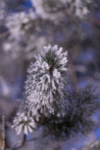 frost on a tree