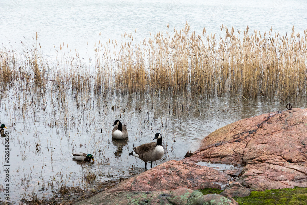 Wild ducks, Helsinki, Finland Wild ducks, Helsinki, Finland