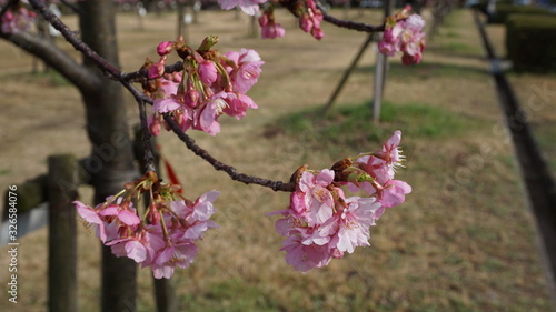 一足早いお花見！河津桜！