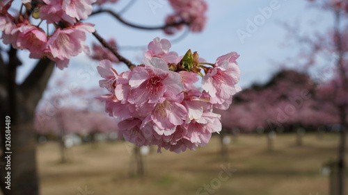 一足早いお花見！河津桜！