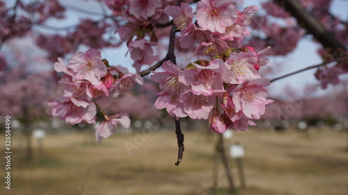 一足早いお花見！河津桜！