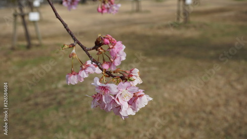 一足早いお花見！河津桜！