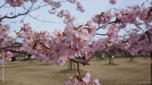 一足早いお花見！河津桜！