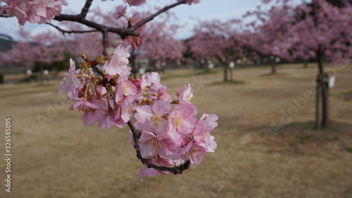一足早いお花見！河津桜！
