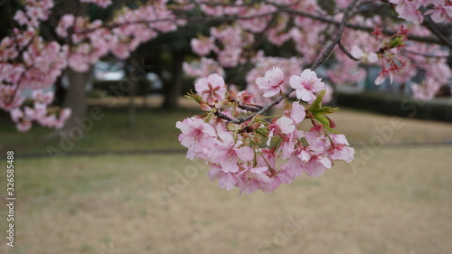 一足早いお花見！河津桜！