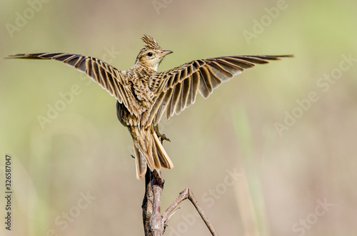 The Crested Lark perch on a branch with open wings.