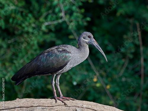 Hadeda ibis (Bostrychia hagedash) photo