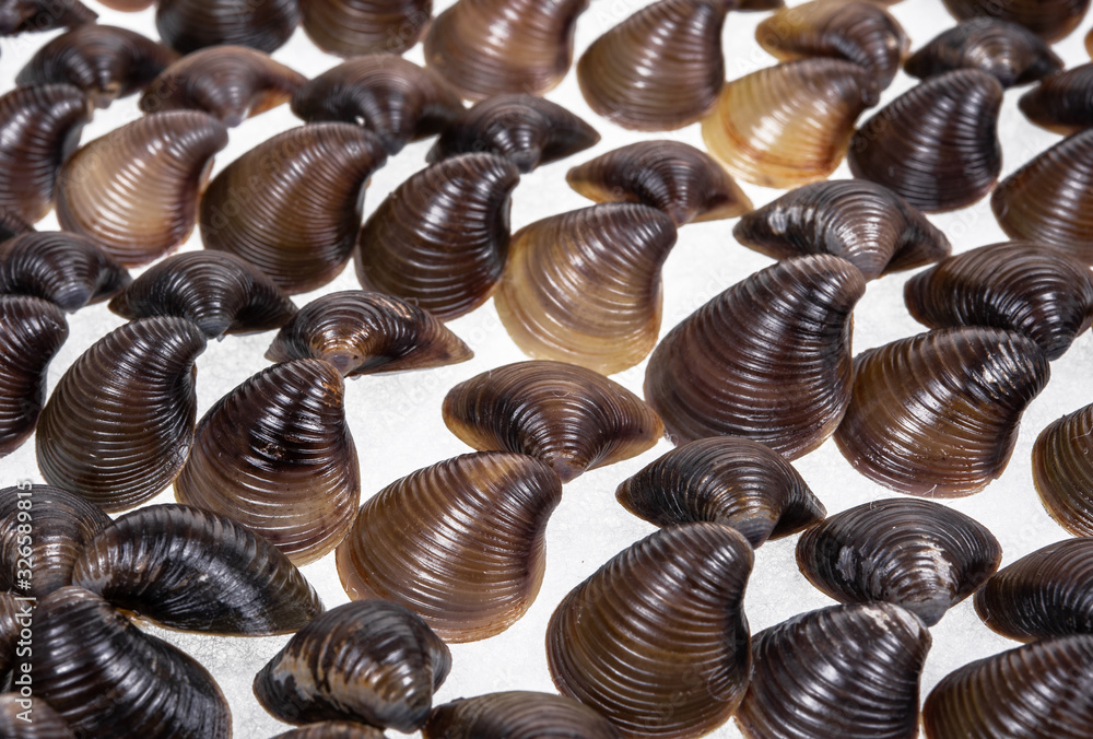 Shells collection : set of various mollusk shells on white background. Shells collection : set of various mollusk shells on white background.