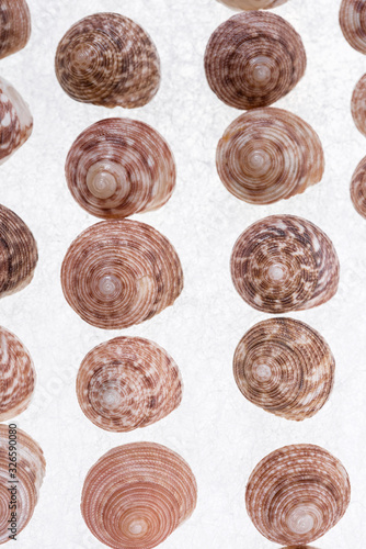 Shells collection : set of various mollusk shells on white background.