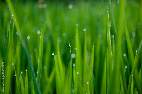 dew on young rice grass