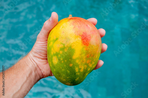 whole colorful mango in hand on pool background