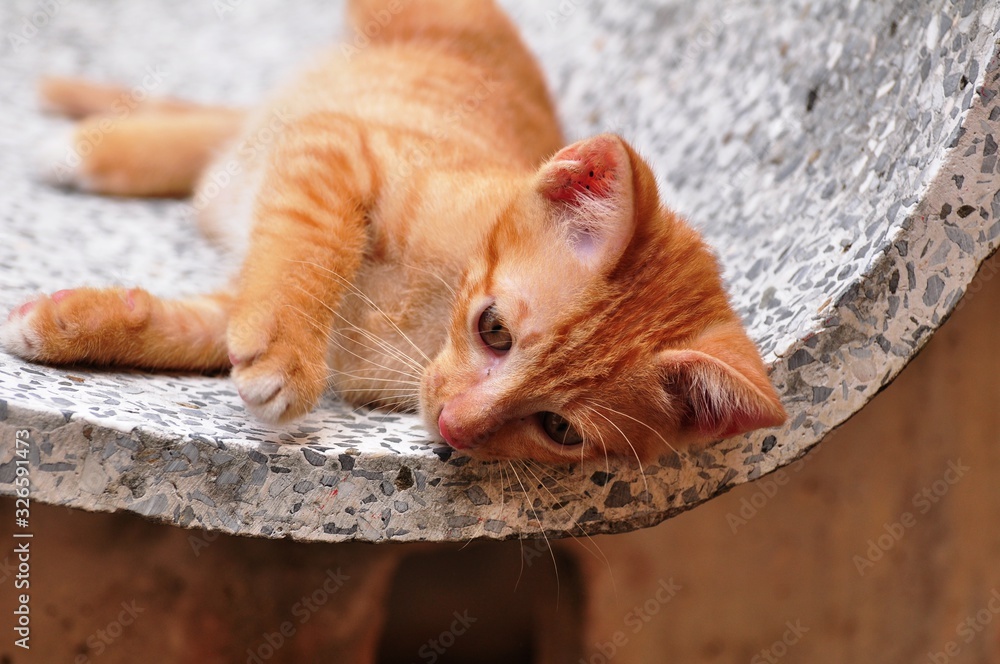 Cute kittens are playing and exploring the area happily.