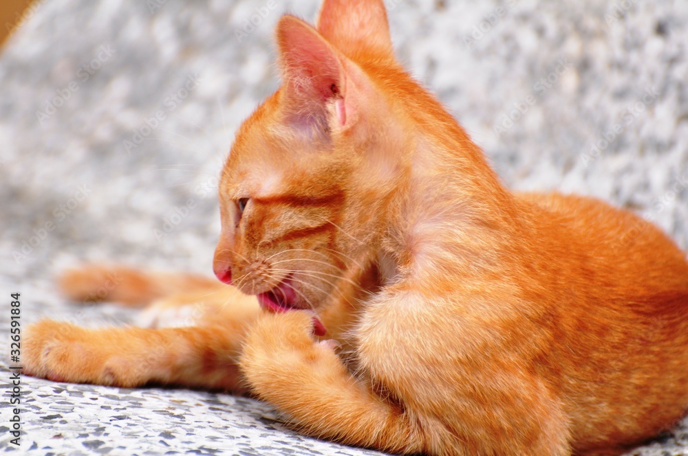 Fototapeta premium Cute kittens are playing and exploring the area happily.