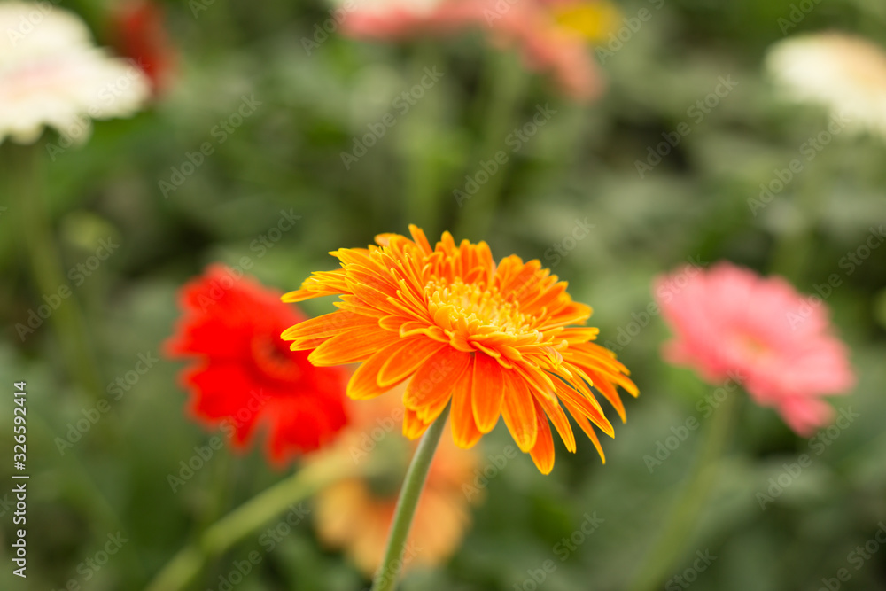 Orange gerbera daisy flower on blur green leaves and colorful flowers background. Orange gerbera daisy flower on blur green leaves and colorful flowers background.