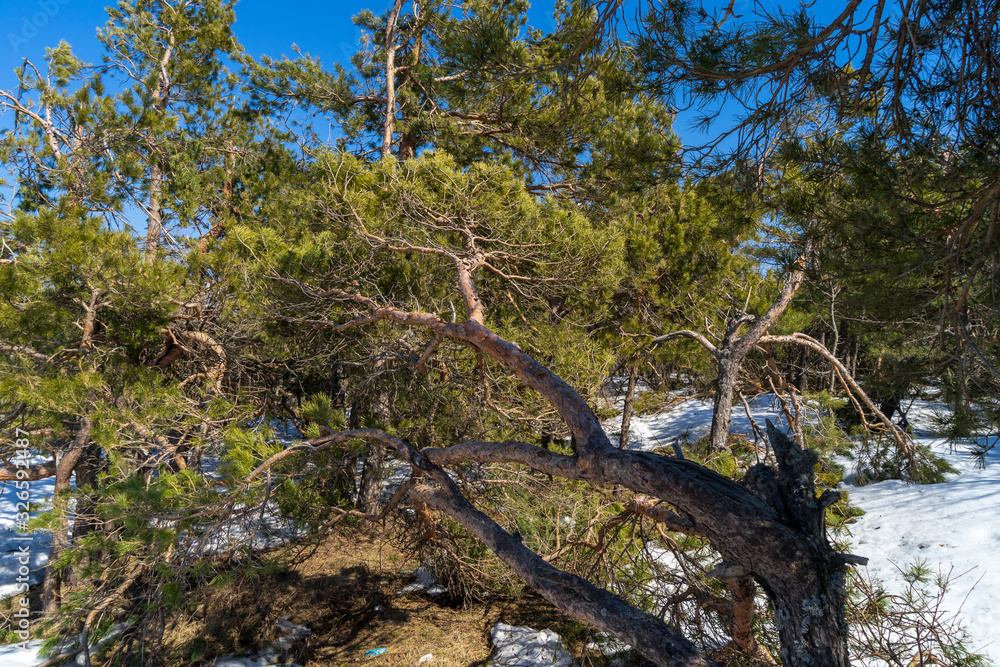 Image of pines on a mountain plateau. Image of pines on a mountain plateau.