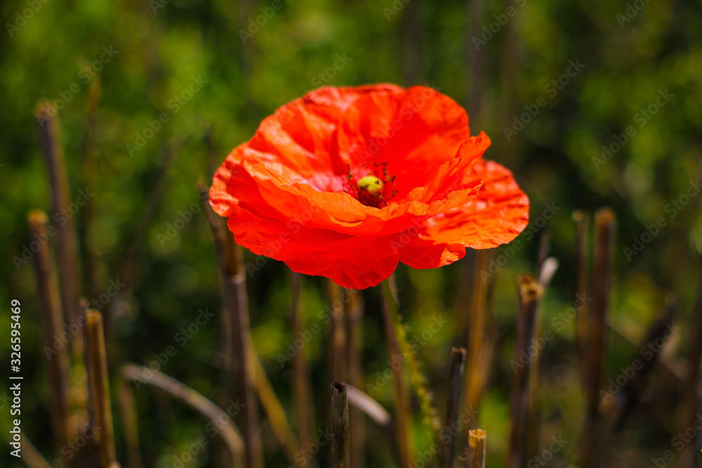 Fototapeta premium Field of corn poppy flowers papaver rhoeas in spring.