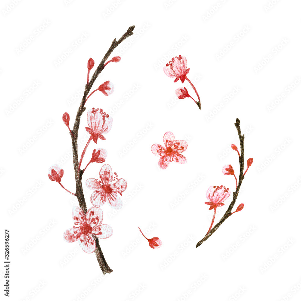 Set of blooming cherry, twig on a white background. Drawing with colored pencils. Set of blooming cherry, twig on a white background. Drawing with colored pencils.